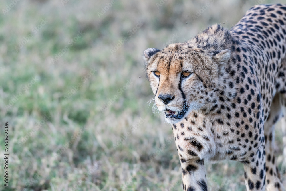 Five cheetahs hiding and walking in field looking for hunt, Maasai Mara Five cheetahs hiding and walking in field looking for hunt, Maasai Mara