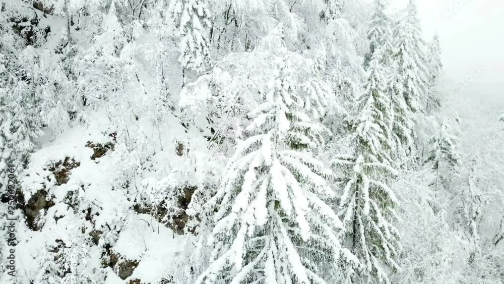 The trees are completely white because of snow in winter time. It has been a very cold winter in Slovenia this year. The trees are completely white because of snow in winter time. It has been a very cold winter in Slovenia this year.