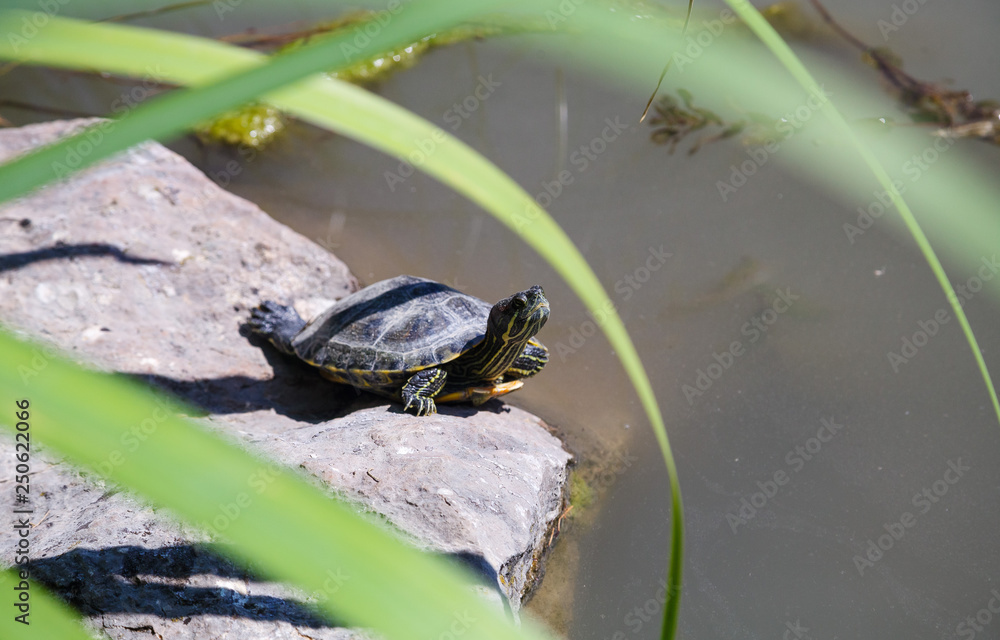 Fototapeta premium Turtle basks in the sun near the pond