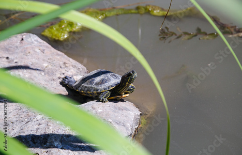 Turtle basks in the sun near the pond