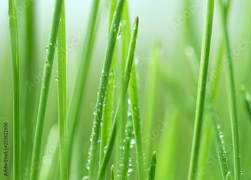 young green oat shoots natural background