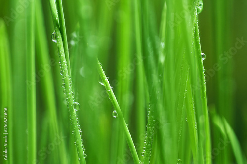 young green oat shoots natural background