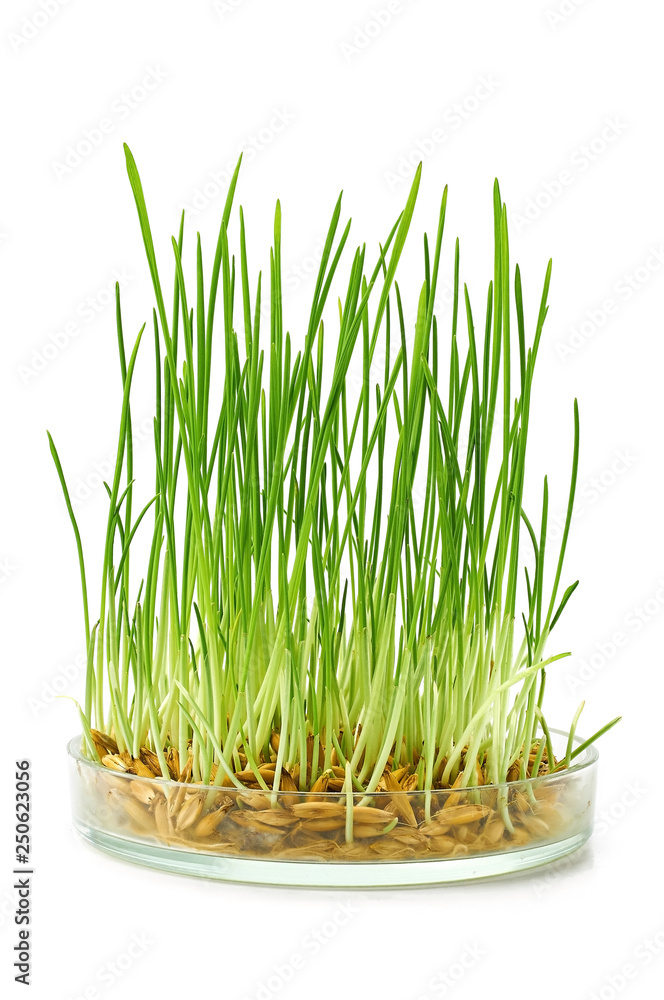 Obraz premium young green oat shoots natural background