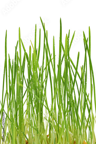 young green oat shoots natural background © SERGIYVOLODYMYROVYCH