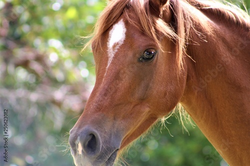 portrait of a horse