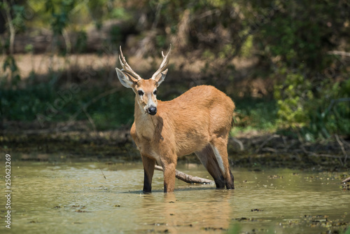 Marsh deer, Pantanal, Brazil