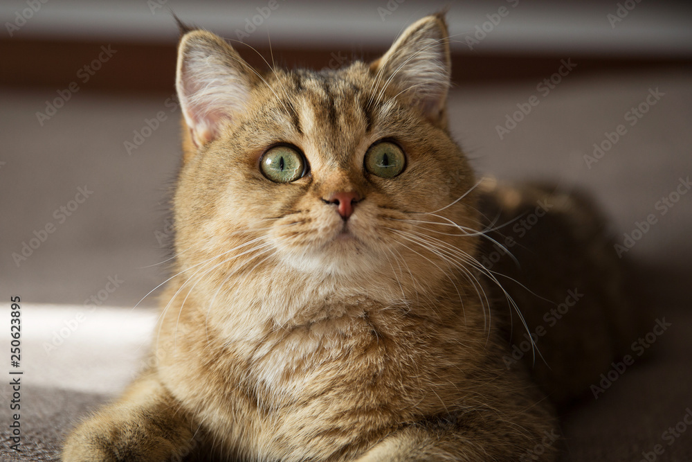 Red pedigreed cat lies on the bed