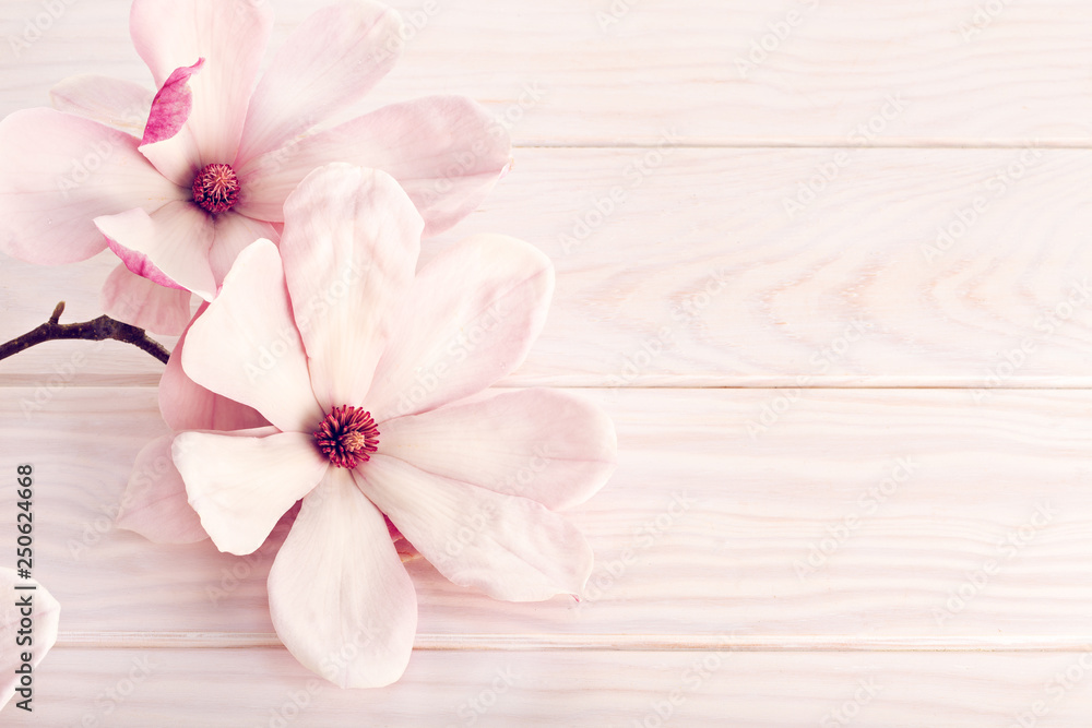 Magnolia flower on white wooden background. Copy space Magnolia flower on white wooden background. Copy space