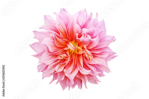 Obraz na plátně Blooming Pink Dahlia Flower Isolated on White Background
