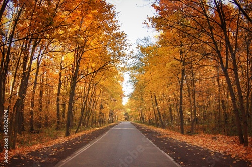 road in autumn forest