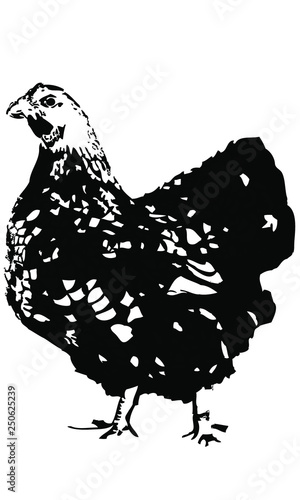 poule
