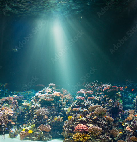 Sea or ocean seabed with coral reef. Underwater view.