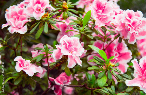 Photos of blooming flowers. Pink azalea flower with green leaves. Azalea bush. Botanical photography in the greenhouse. Background to the desktop © Viktoriia