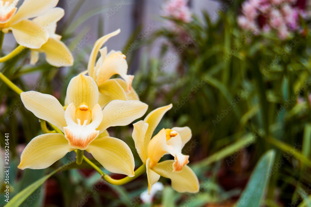 Yellow orchid in bloom. Orchid flower Phalaenopsis is yellow. Horizontal photo of flowers. Botanical Garden. Background for desktop with flowers. Yellow orchid in bloom. Orchid flower Phalaenopsis is yellow. Horizontal photo of flowers. Botanical Garden. Background for desktop with flowers.