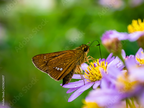 grass skipper butterfly on aster flowers 6 photo