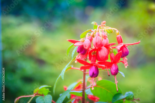 Pink Fuchsia magellanica flowers on green tree background. It's also known as the hummingbird fuchsia, hardy fuchsia, lady's eardrops, angel earrings cascading, black prince, goldsworth beauty flower. photo