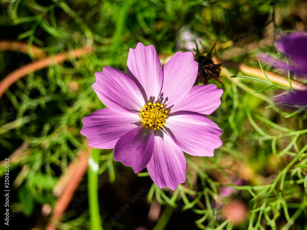 Wild garden cosmos in bloom 2