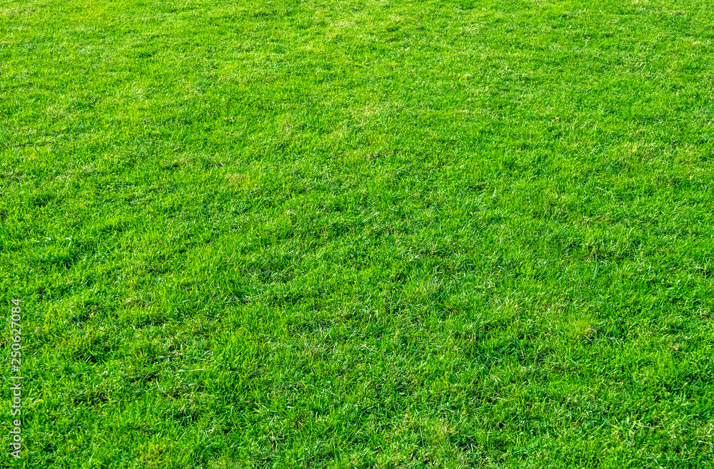 Background of green grass field. Green grass pattern and texture. Green lawn for background.