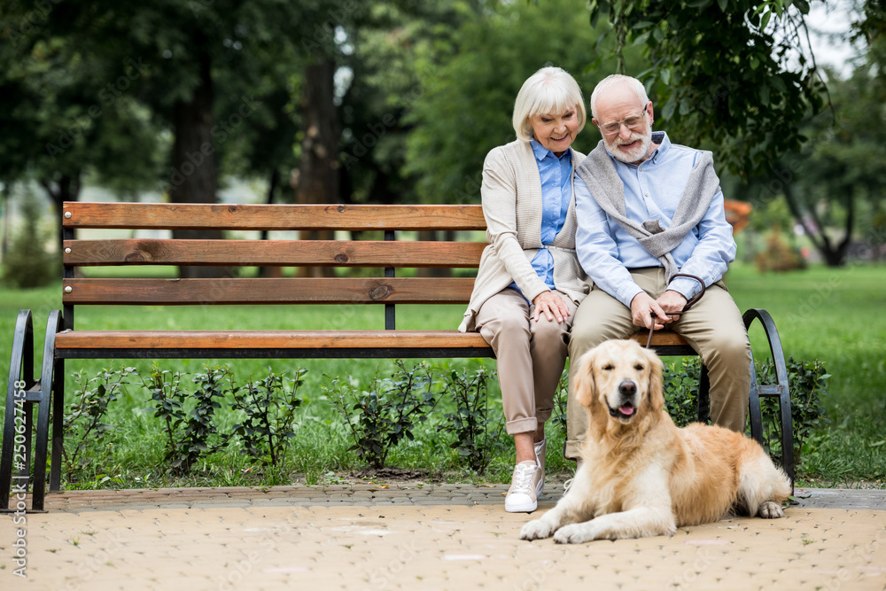 nice senior couple sitting on wooden bench and adorable dog lying nearby on paved sidewalk nice senior couple sitting on wooden bench and adorable dog lying nearby on paved sidewalk