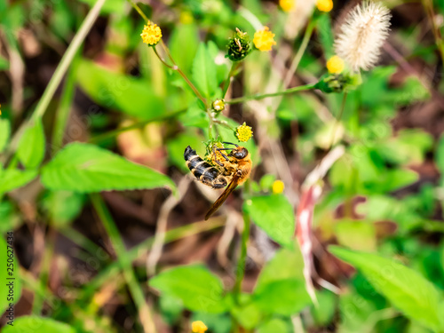 Japanese honeybee in the park 9 © Hanstography