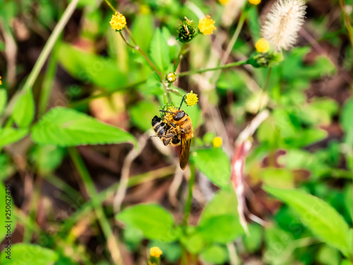 Japanese honeybee in the park 10