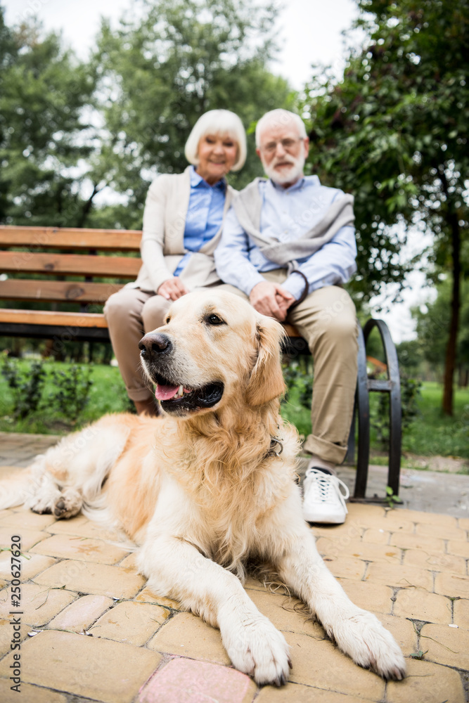 selective focus of golden retriever dog lying on paved sidewalk near smiling senior couple sitting on wooden bench selective focus of golden retriever dog lying on paved sidewalk near smiling senior couple sitting on wooden bench