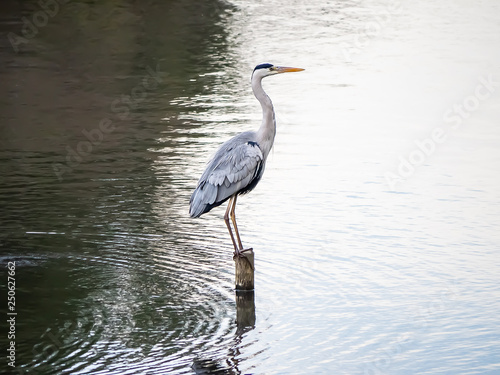 Fotografie Japanese Heron in a pond 2
