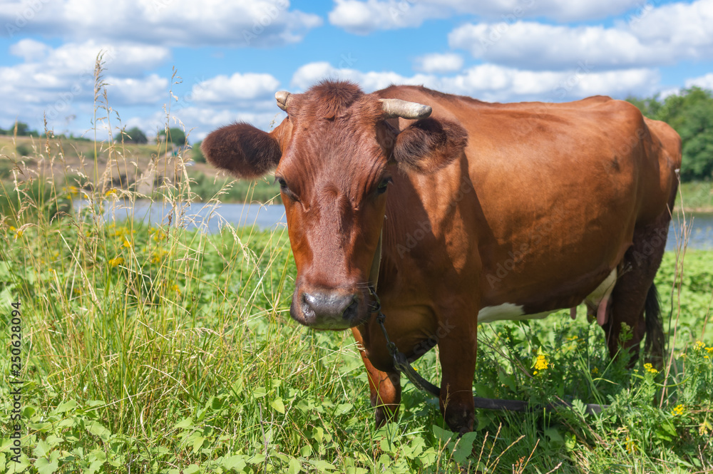 Portrait of cute cow with broken horn standing on a summer meadow near small river Sura in Ukraine