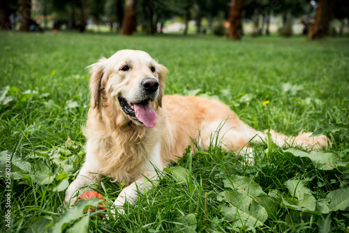 funny golden retriever dog resting on green lawn