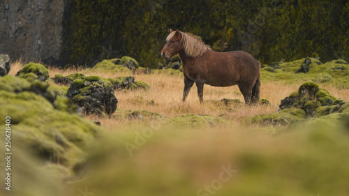 Wild horse in Iceland © Daniel M