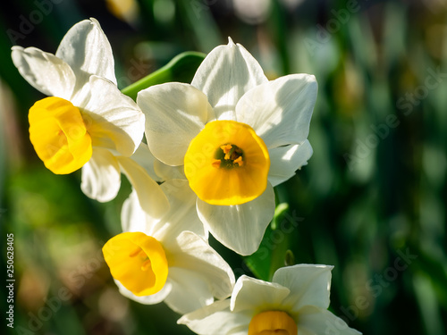 White and yellow daffodils in bloom