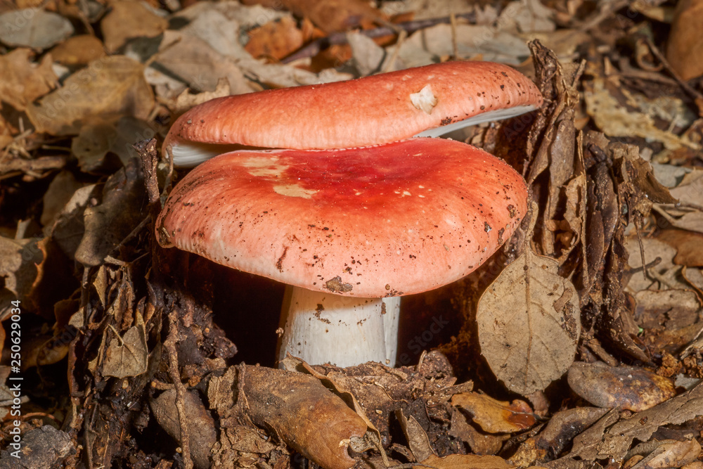 Mushrooms in the forests of the Sierra de Grazalema, Cortes de la Frontera, Cadiz. Spain Mushrooms in the forests of the Sierra de Grazalema, Cortes de la Frontera, Cadiz. Spain