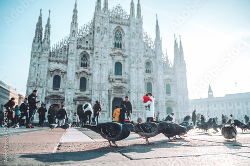 Pigeons at Cathedral Square, Milan, Italy