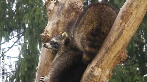 raccoons on a tree photo