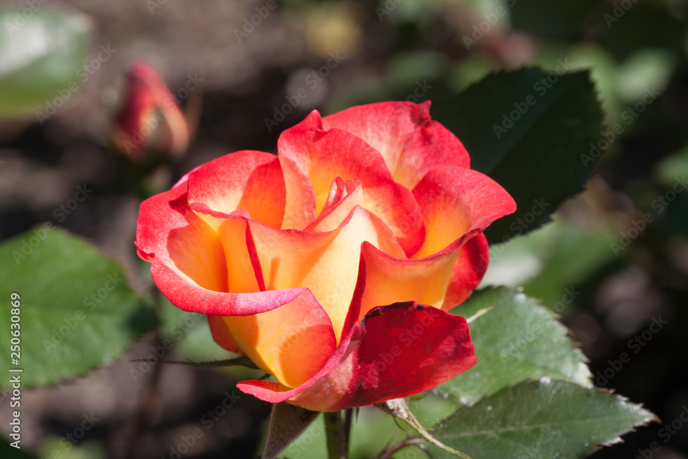 A beautiful red fragrant cloud rose or A red floribunda , Floribunda Rose