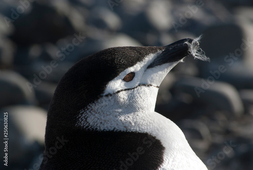Chinstrap Penguin  Paulet island  Antartica  Scientific name Pygoscelis antarcticus
