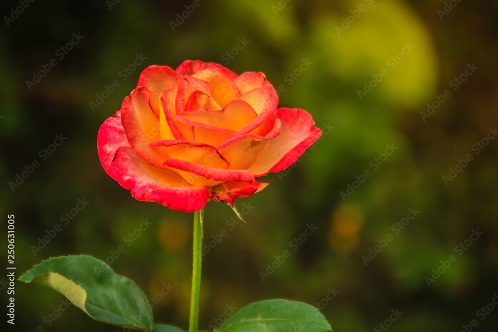 Beautiful single orange rose flower on green branch in the garden. Blooming fresh orange rose flower in the morning.