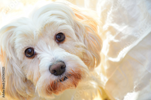 malteser dog photo