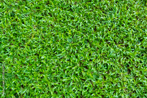 Fotografía Green grass texture for background