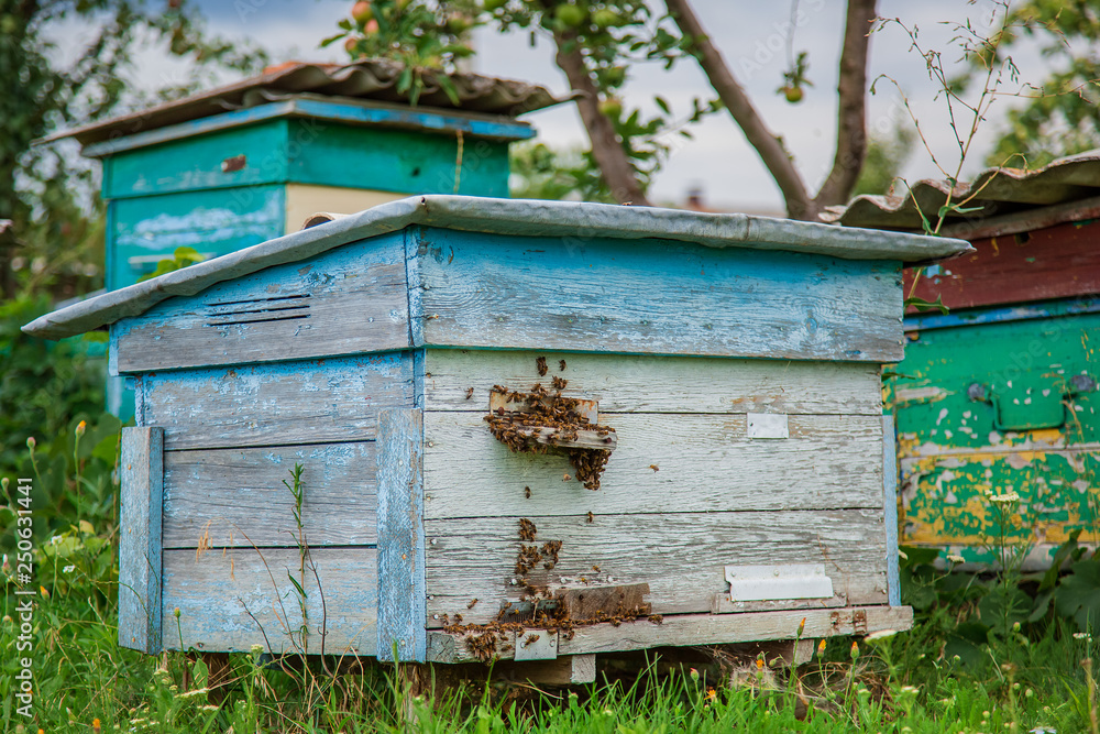 A group of swarm of bees on an old wooden beehive in a farm garden. Apiary, swarm, sheltered from the wind and with a good stay. A group of swarm of bees on an old wooden beehive in a farm garden. Apiary, swarm, sheltered from the wind and with a good stay.