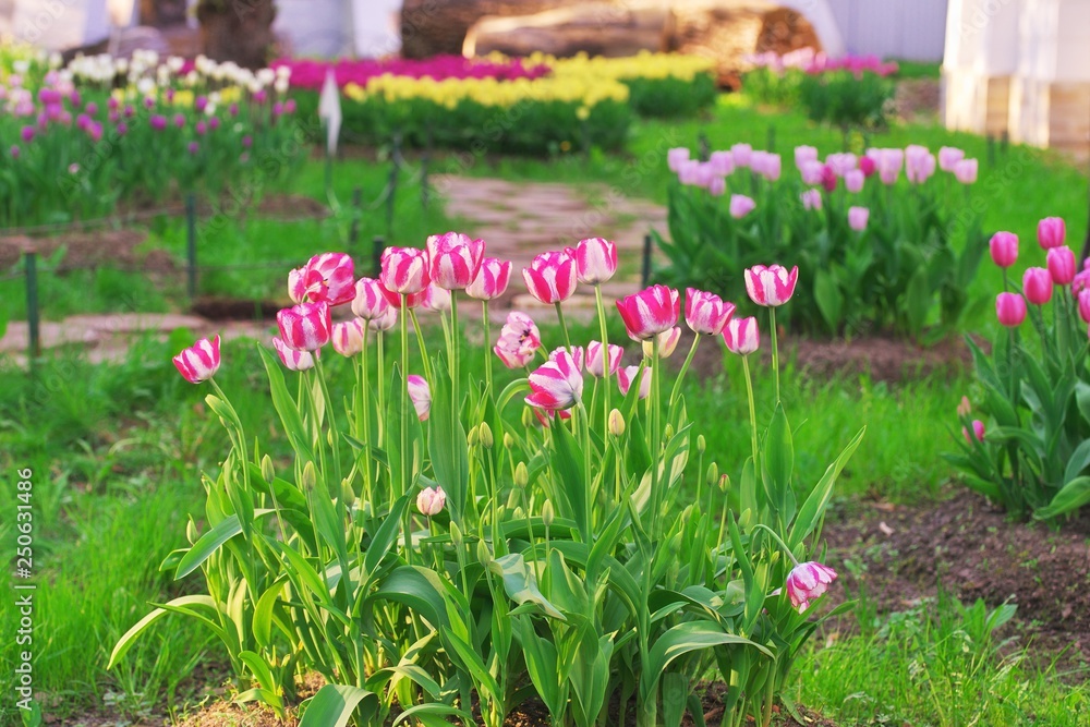 Group of colorful tulip.White purple flower tulip lit by sunlight. Soft selective focus, tulip close up. Bright sunny colorful tulip photo background Spring nature for web banner and card design Group of colorful tulip.White purple flower tulip lit by sunlight. Soft selective focus, tulip close up. Bright sunny colorful tulip photo background Spring nature for web banner and card design