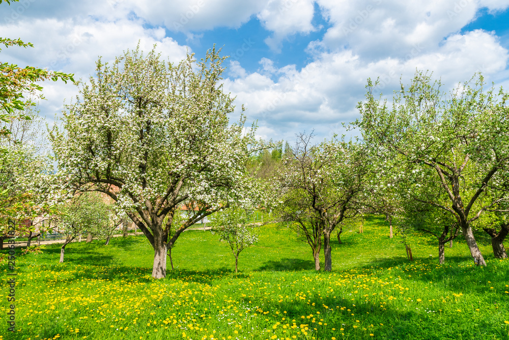 Blossoming trees in spring season on green field in Bran rural village, Brasov Blossoming trees in spring season on green field in Bran rural village, Brasov