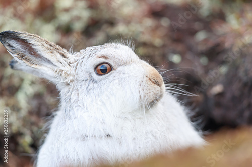 white mountain hare, lepus timidus