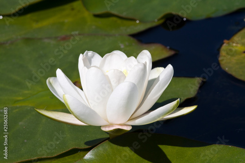 Canadian White Waterlily  White Lotus  or Nenuphar  Nymphaea alba 