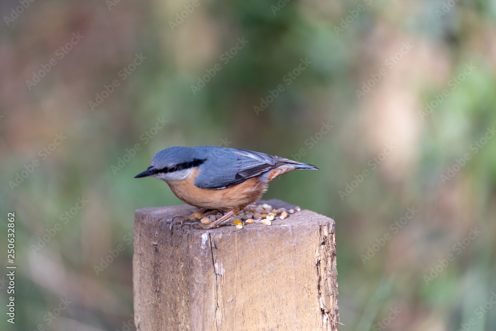 Naklejka premium The Nuthatch - Wild Birds