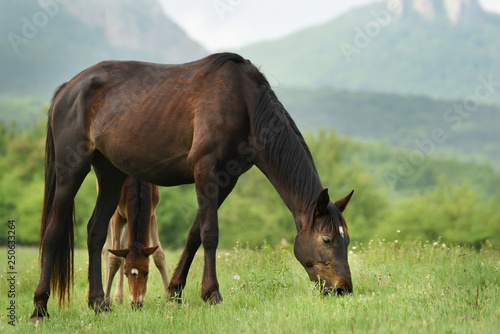 Horse with a foal grazing on a green meadow in the mountains.