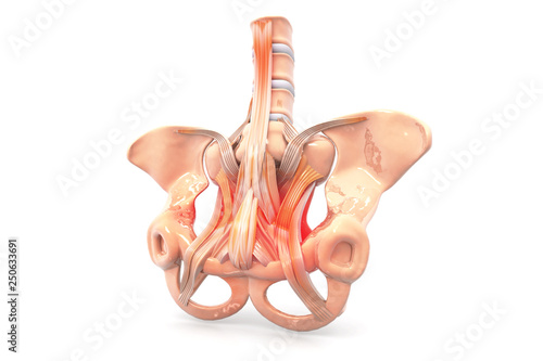 Obraz na płótnie Human pelvis, Pelvis pain, Medical concept. 3d render