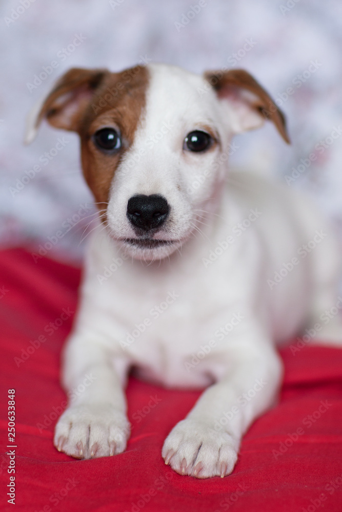 Fototapeta premium funny puppy Jack Russell Terrier with a spot on the muzzle