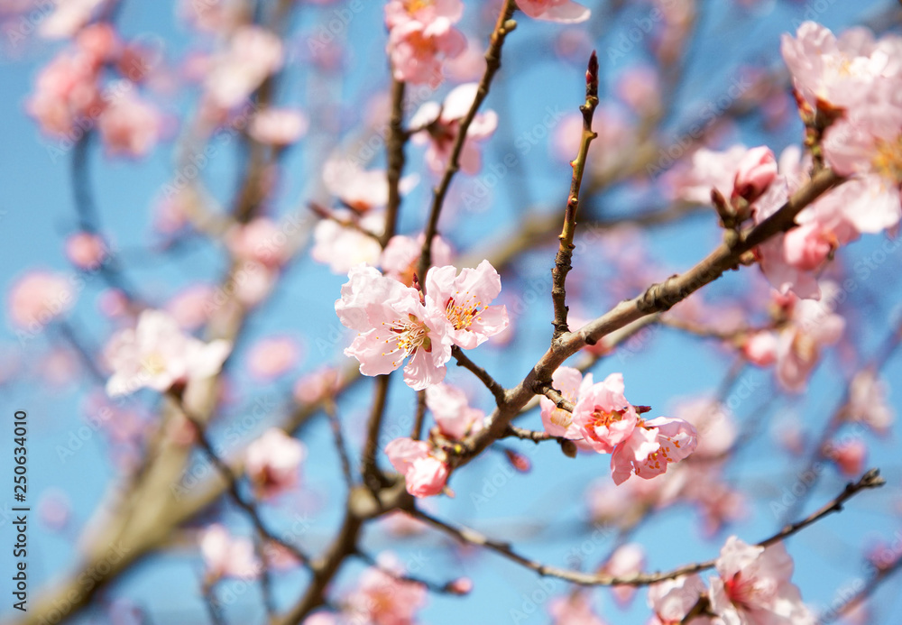 A blossom cherry tree in early spring. Sakura flowers. A blossom cherry tree in early spring. Sakura flowers.