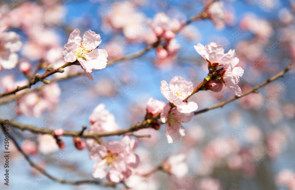 A blossom cherry tree in early spring. Sakura flowers. A blossom cherry tree in early spring. Sakura flowers.